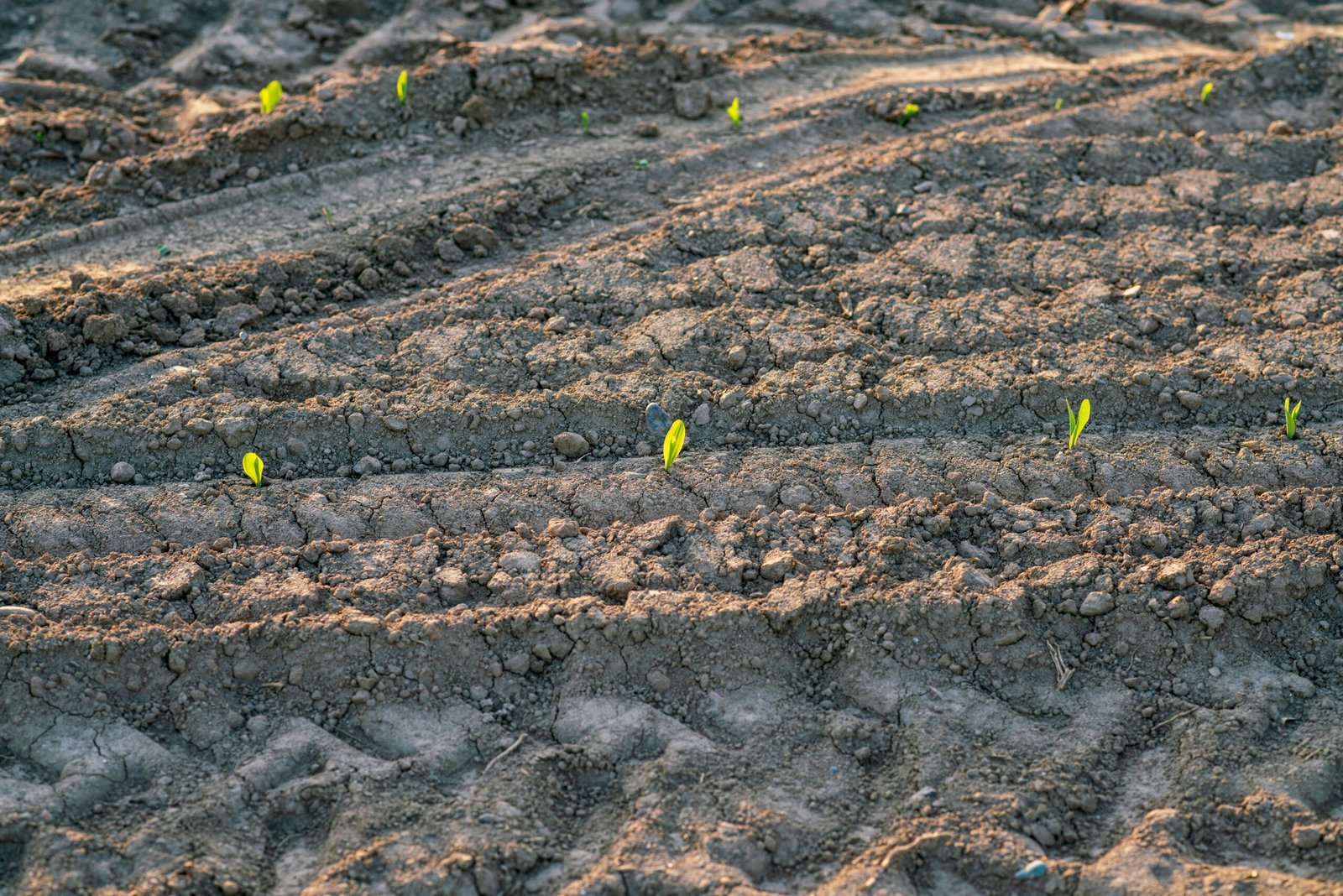 a patch of dirt with small plants growing in it